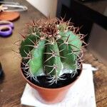 Melocactus matanzanus Blatt