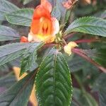 Impatiens auricoma Blomst