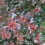 Abelia x grandiflora Flor