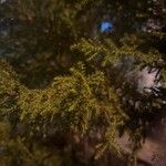 Juniperus procera Φύλλο