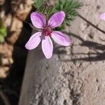 Erodium cicutariumफूल