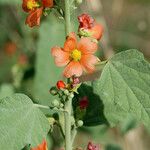 Sphaeralcea incana عادت