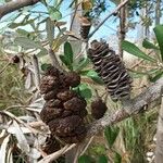 Banksia integrifoliaVrucht