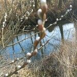 Salix discolor Blomst