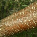 Betula occidentalis چھال