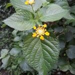 Lantana camaraBlomst