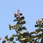 Arillastrum gummiferum Frucht