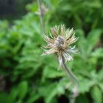 Scabiosa africana Fruitua