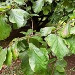 Parrotia persica 葉