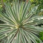 Agave vivipara Fuelha