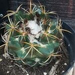 Coryphantha elephantidens Ліст