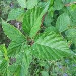 Rubus occidentalis Fuelha