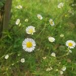 Erigeron strigosusBlüte