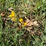 Cytisus decumbens Hábito