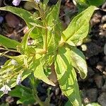 Veronica anagallis-aquatica Leaf