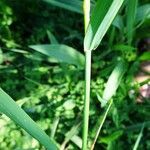 Arrhenatherum elatius 葉