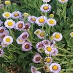 Erigeron glaucus Alkat (teljes növény)