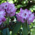 Rhododendron × geraldii Flower