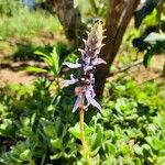 Plectranthus caninus Flower