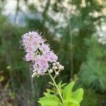 Spiraea albaCvet