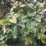 Citrus trifoliata ഇല