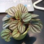 Peperomia albovittata Leaf