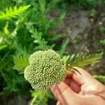 Achillea filipendulina花