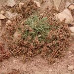 Phacelia hastata Hábitos