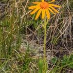 Arnica montana Flower