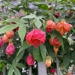 Abutilon pictum Virág