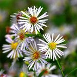 Symphyotrichum lanceolatum Habitus