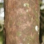 Duroia longiflora 樹皮