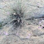 Dianthus austroiranicus Elinympäristö