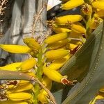 Aloe dichotoma Квітка