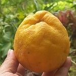 Citrus medicaFruit