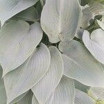 Hosta plantagineaपत्ता