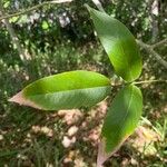 Clitoria fairchildiana Leaf