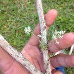 Phymatidium delicatulum Flower