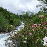 Rhododendron souliei Hábito