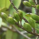 Sphenostemon pachycladus Fruit