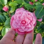 Camellia japonica Blodyn