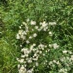 Thalictrum pubescens Blomma