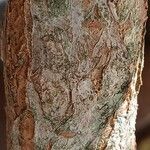 Hydrangea paniculata Bark