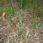 Setaria gausa Habit