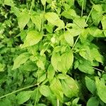 Silene baccifera Hoja