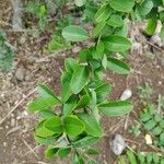 Annona spinescens Leaf