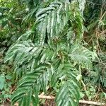 Pentaclethra eetveldeana Leaf