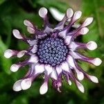 Dimorphotheca fruticosa Flower