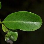 Geniostoma borbonicum Frunză