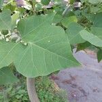 Erythrina caffra Blatt